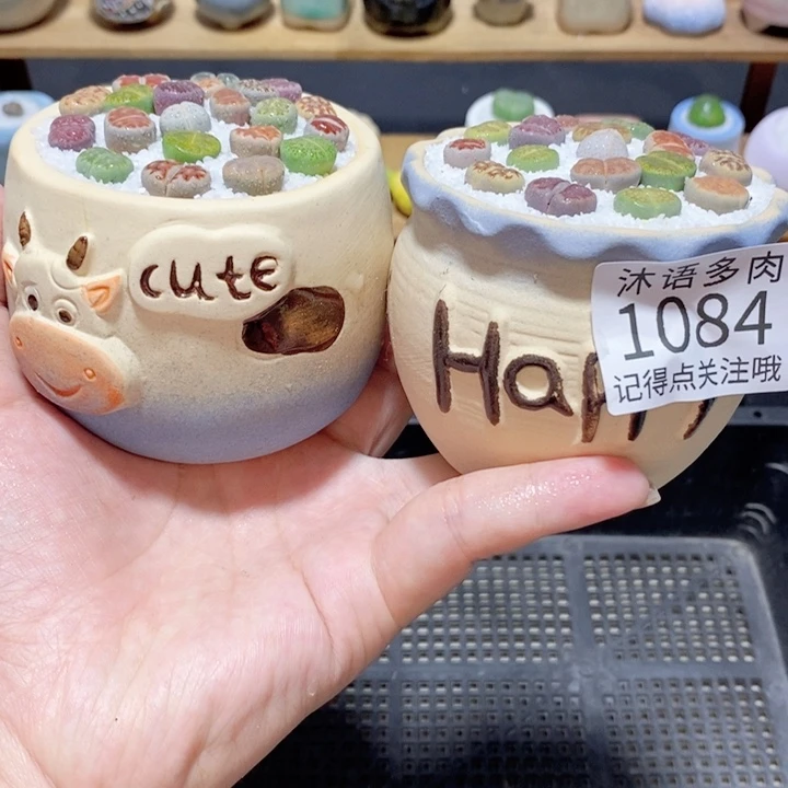 带盆土植物 精美盆栽1084