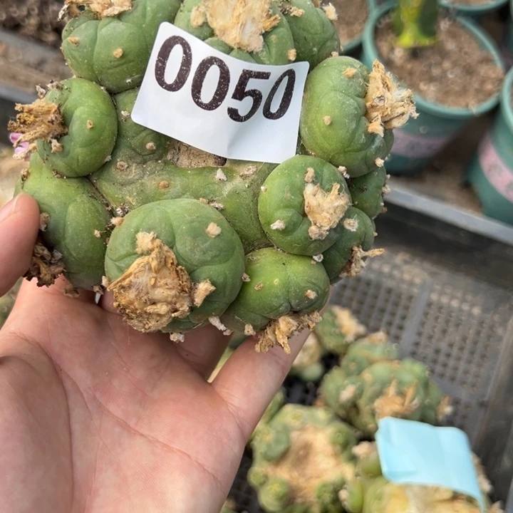 兜*乐海鲜仙人球050号