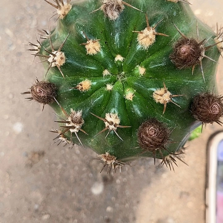 极光丽花仙人球346788