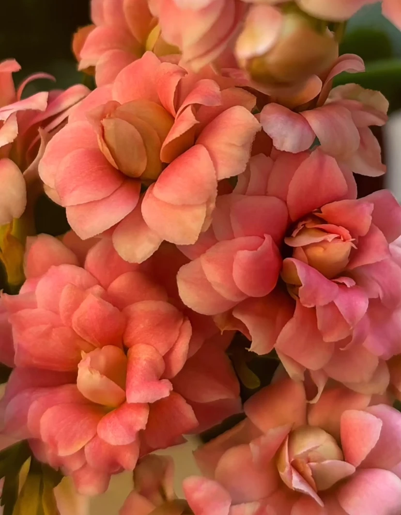 长寿花【凌波仙子】110变色精美盆栽