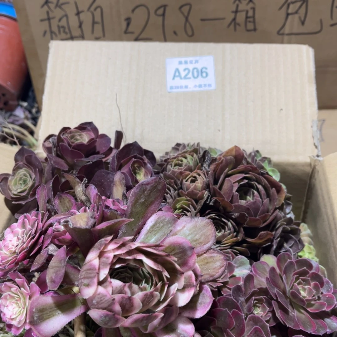 【闪购商品】206多肉