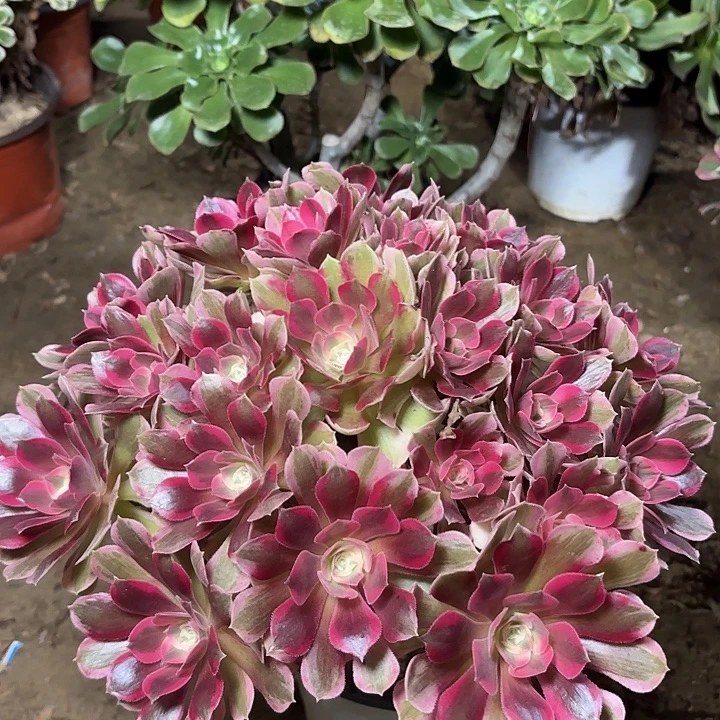 ꧁***꧂多肉植物法师女郎04