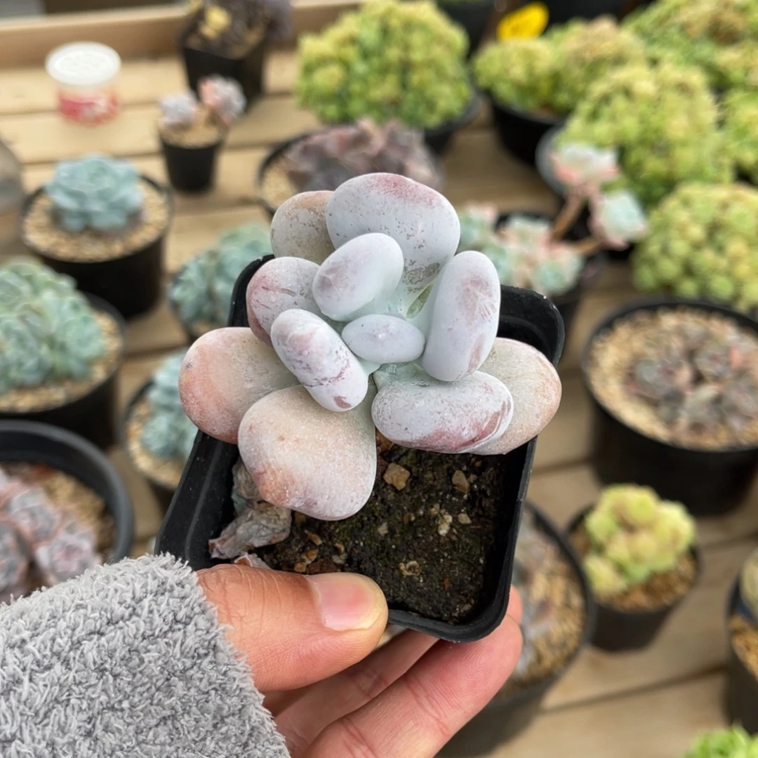 油煎丸子一物一拍