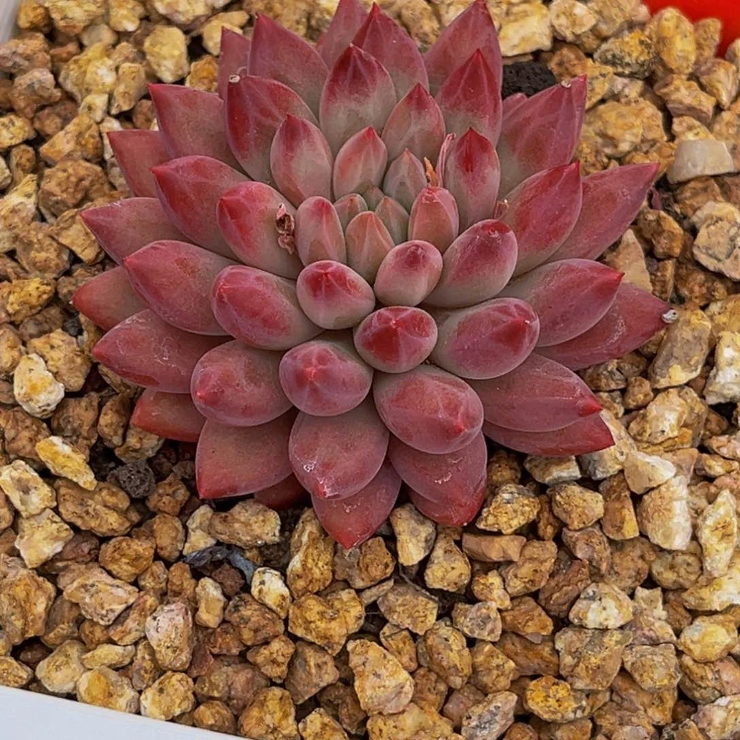 玉***金2328上午多肉植物群生