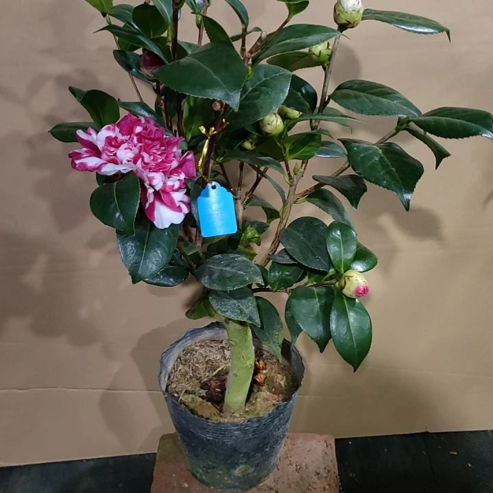 255埃及艳后，维和之荣，原盆原土发货