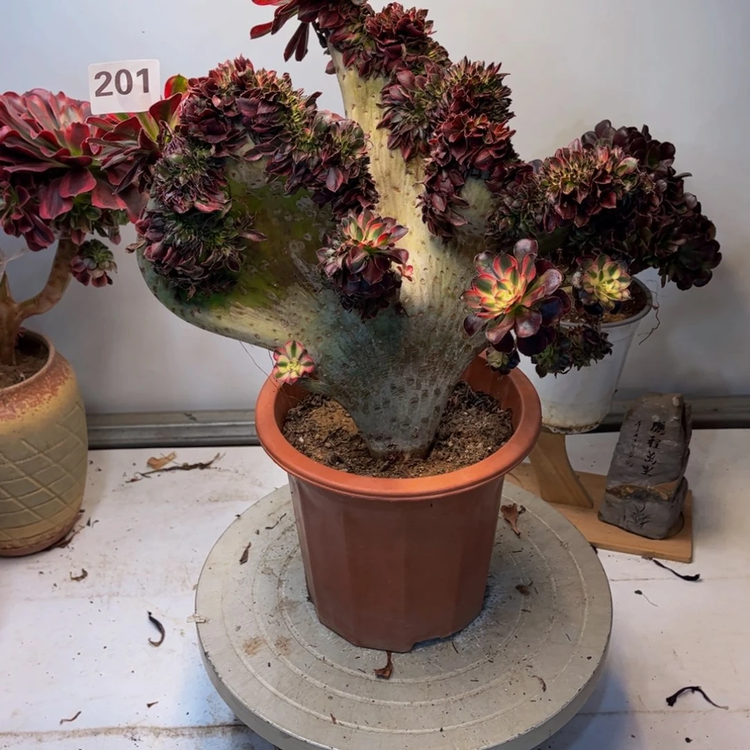 迷***茫多肉植物香奈儿缀201