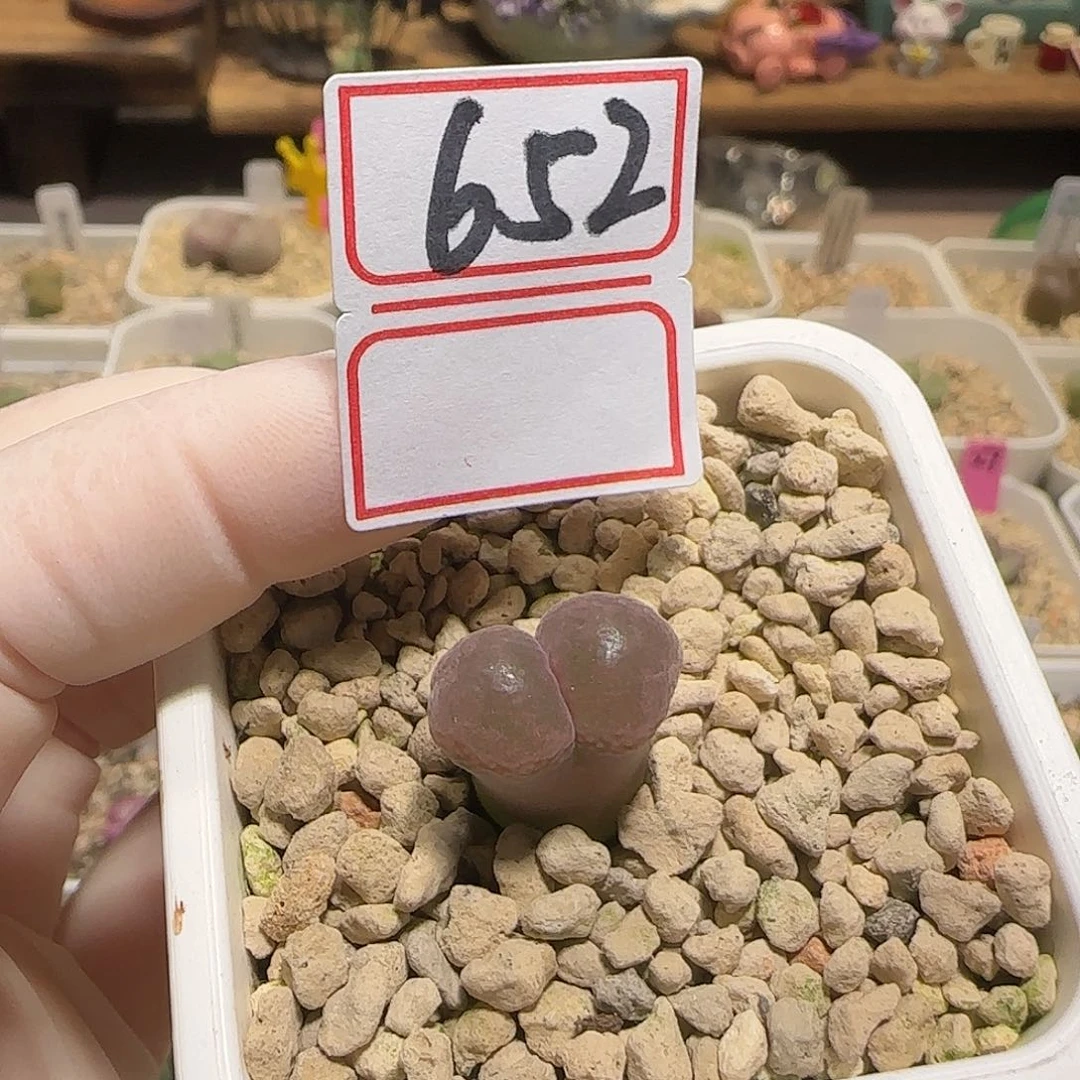 一***生多肉多肉多肉7-652