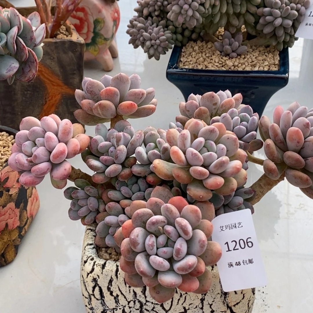 香香雪群生无砍多肉多肉206