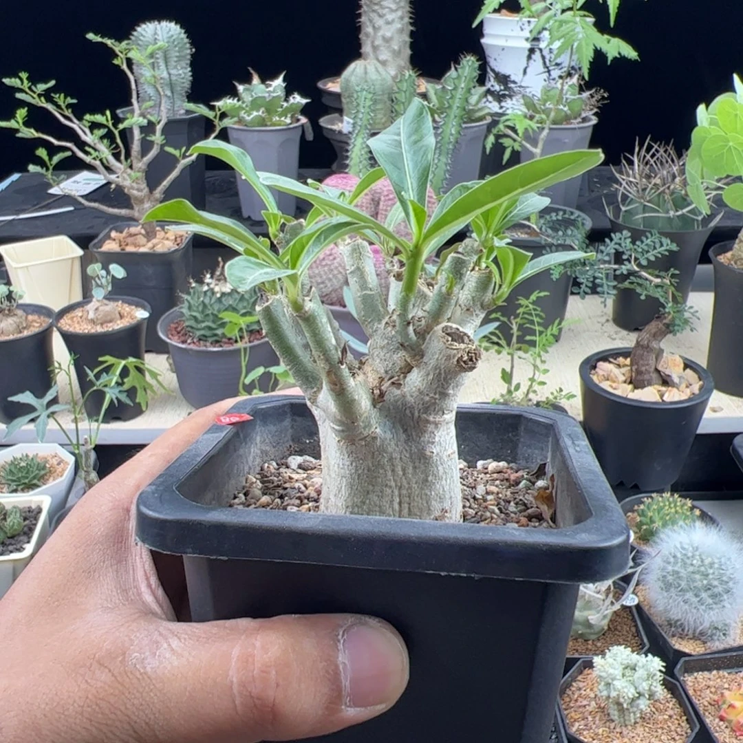 哥斯拉沙漠玫瑰一物一拍带盆发