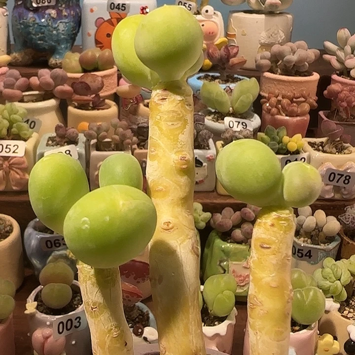 T金蟾大长腿盆口4cm