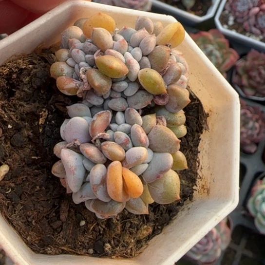 511雪精灵缀多肉植物多