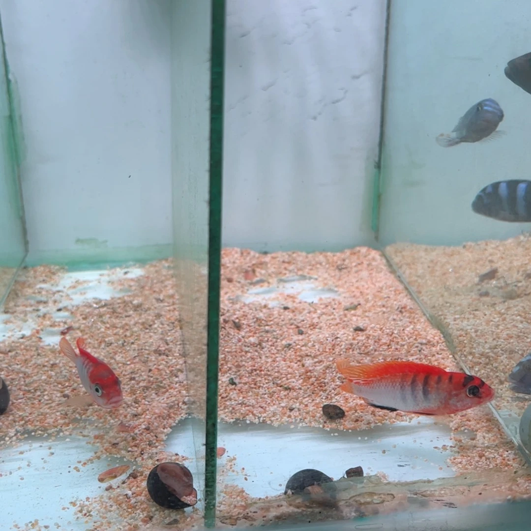 y***0海水鱼两条红鸡专拍