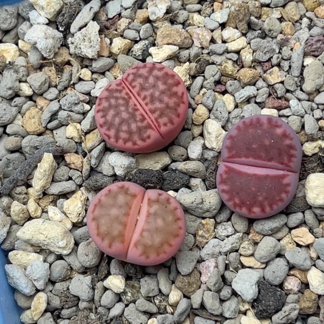 4144花纹锦三颗。