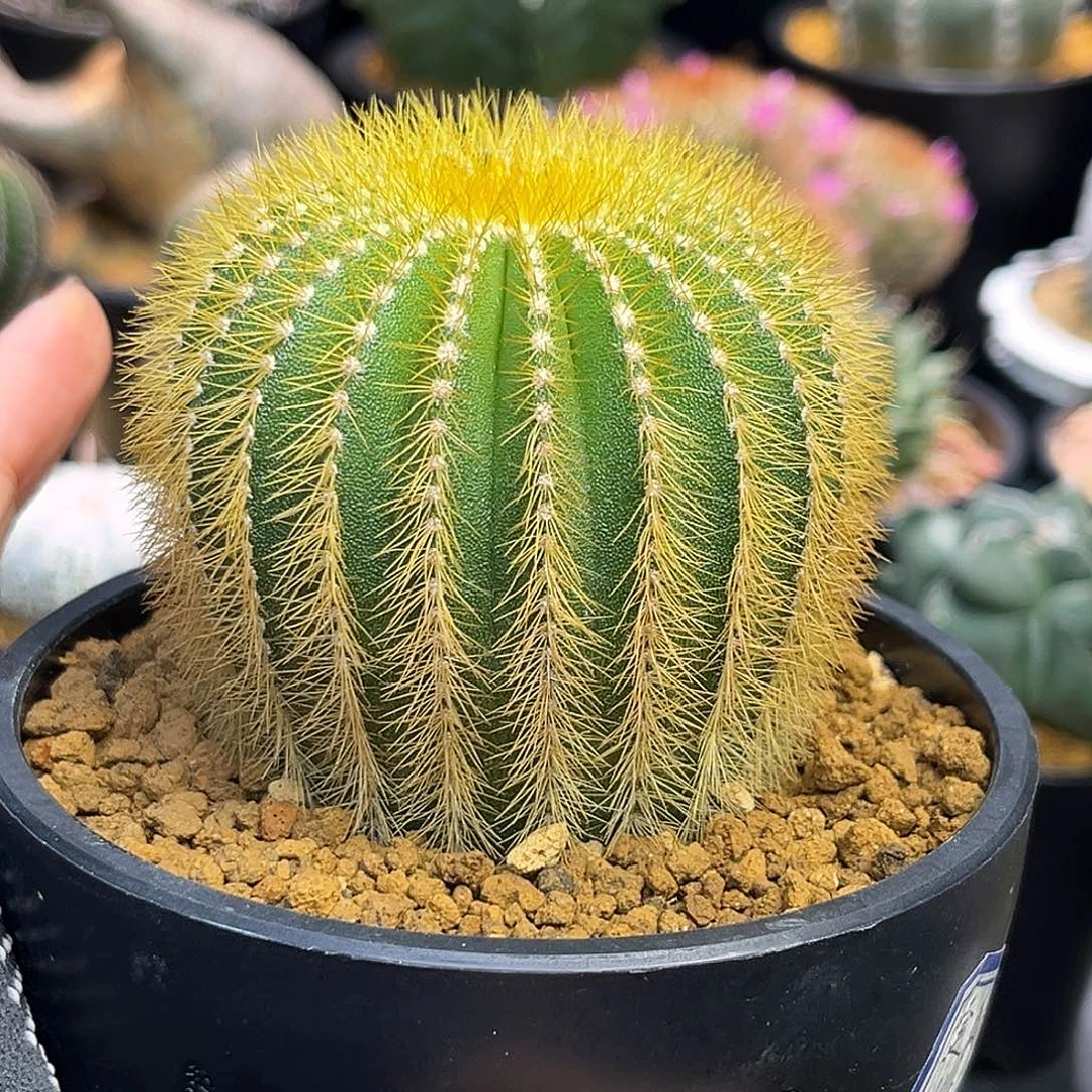 金刺尤伯Zzzzzzzzzzzzzz