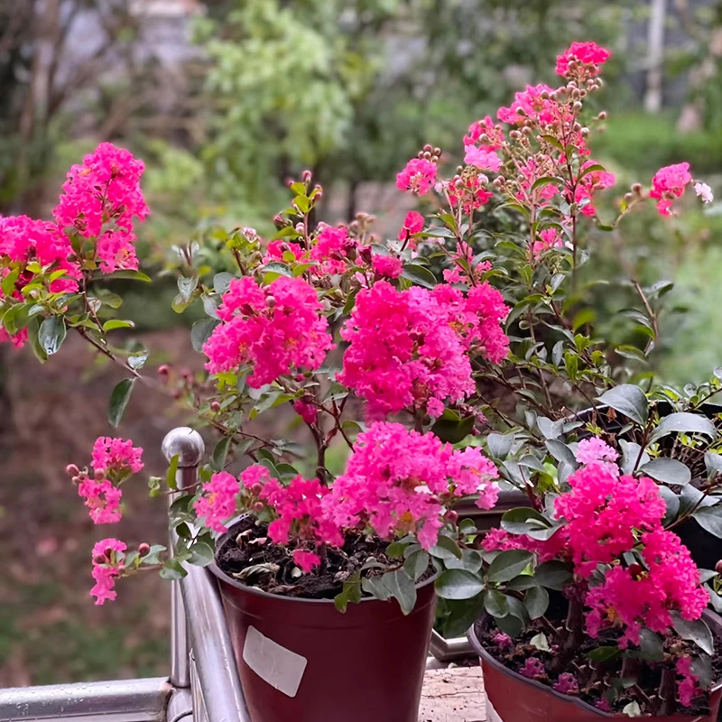 矮生紫薇盆栽(花期长 老桩苗 耐寒 耐热)庭院阳台开花植物