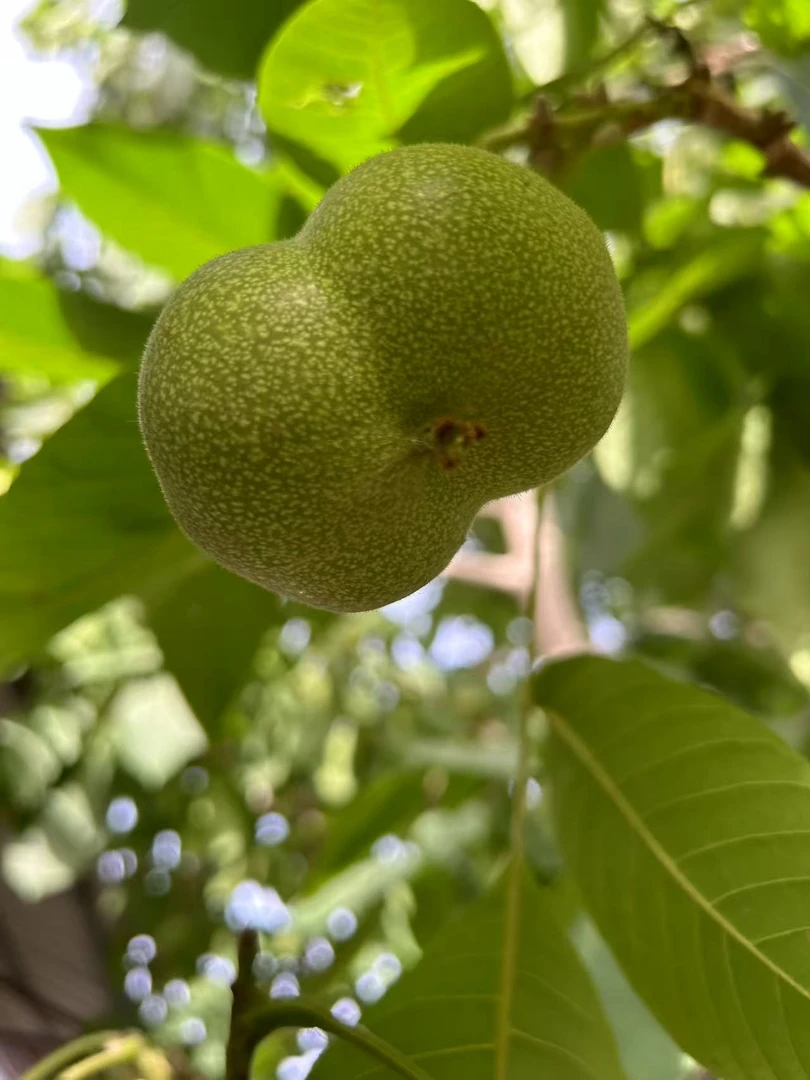 《冻果系列》青皮现拍现开 开果不退不换