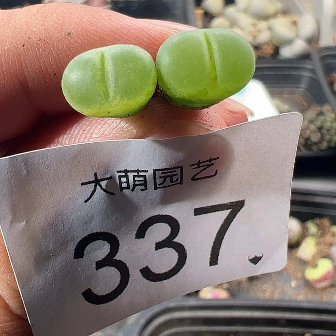 一物一拍MG1797.67莉迪亚薄荷风铃337