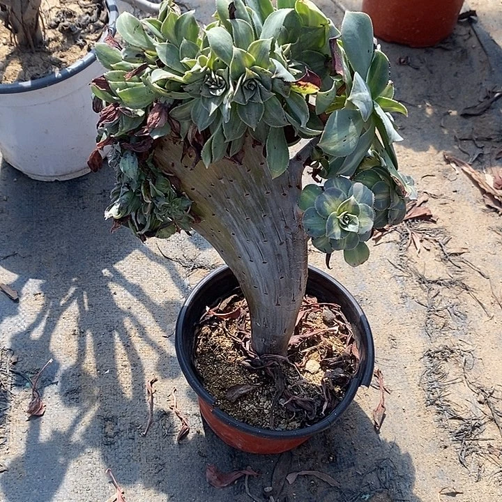 黄中斑缀40多肉植物法师法师