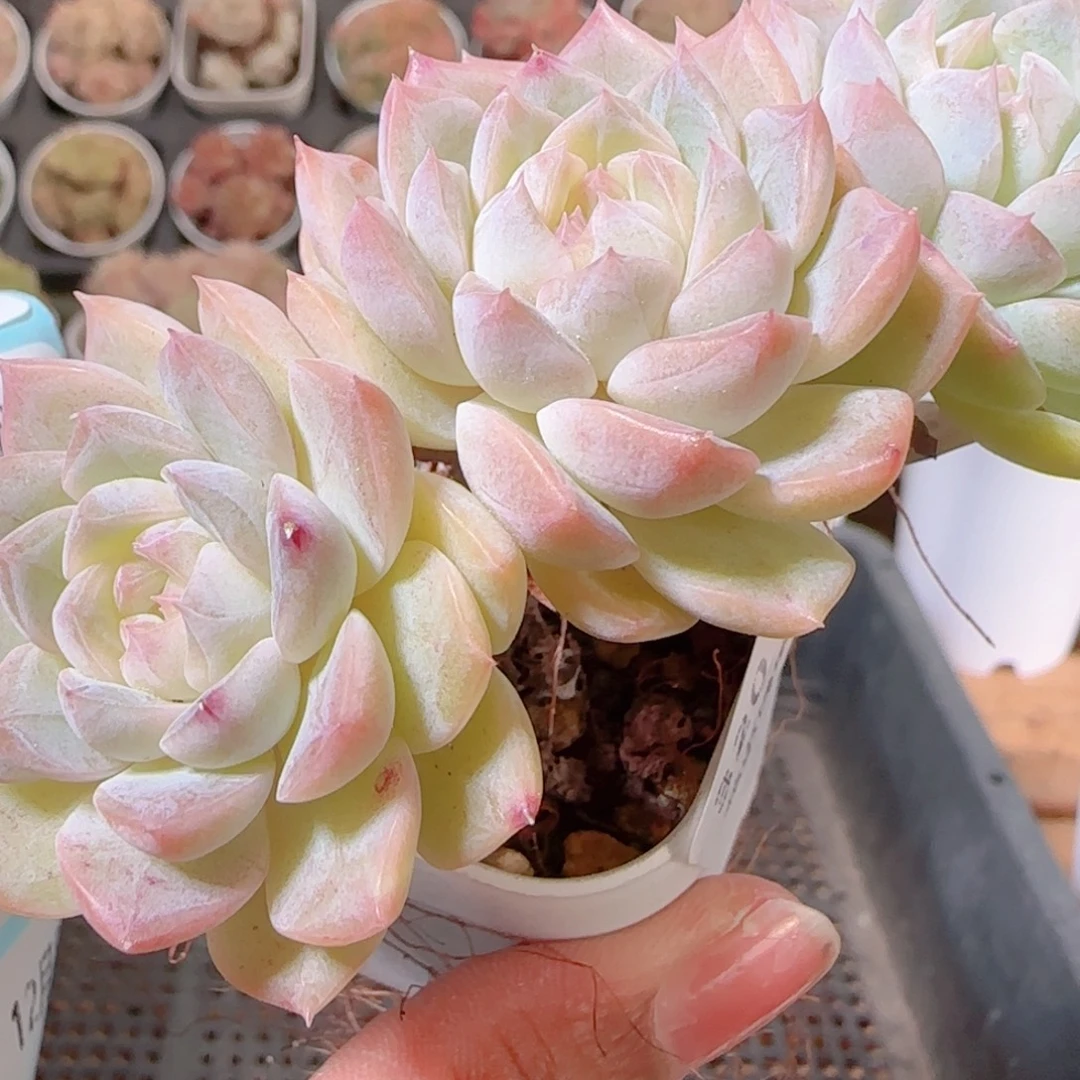 花语多肉1208-320溏心