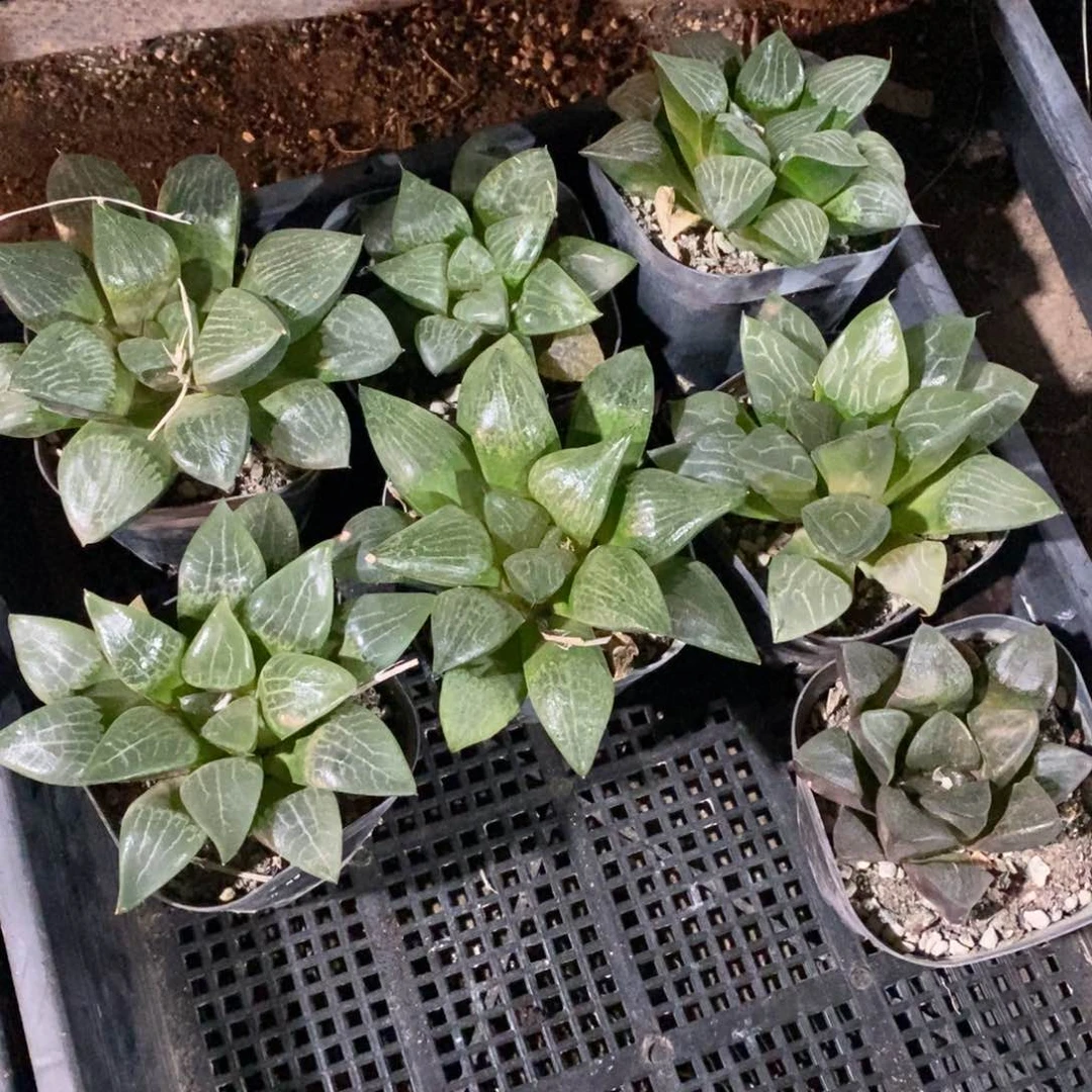 724 一颗实生大寿 超级福利