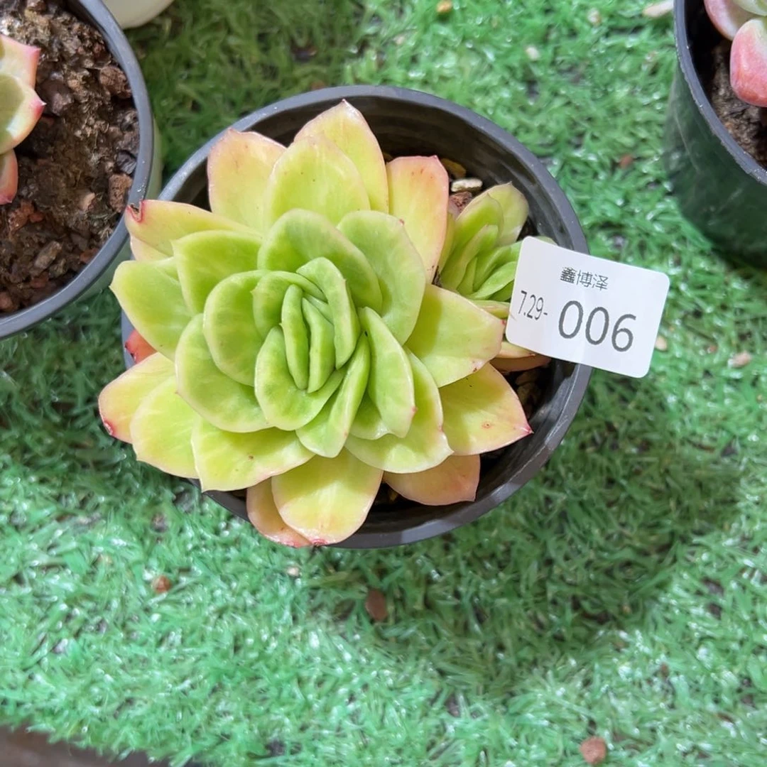 一***休定向7.29-006 冰玫瑰锦