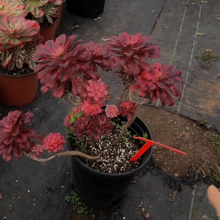 @****雅76889多肉法师锦1111