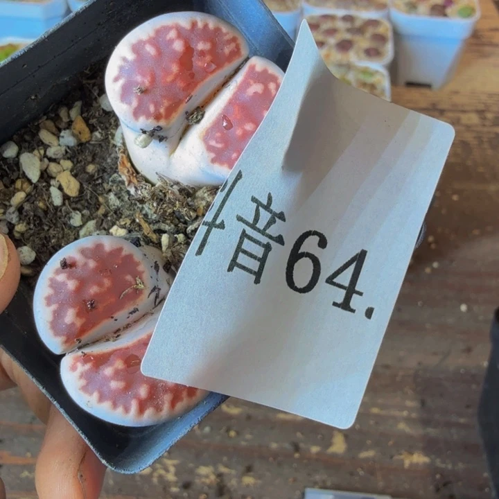 美***多肉葡萄多水果64