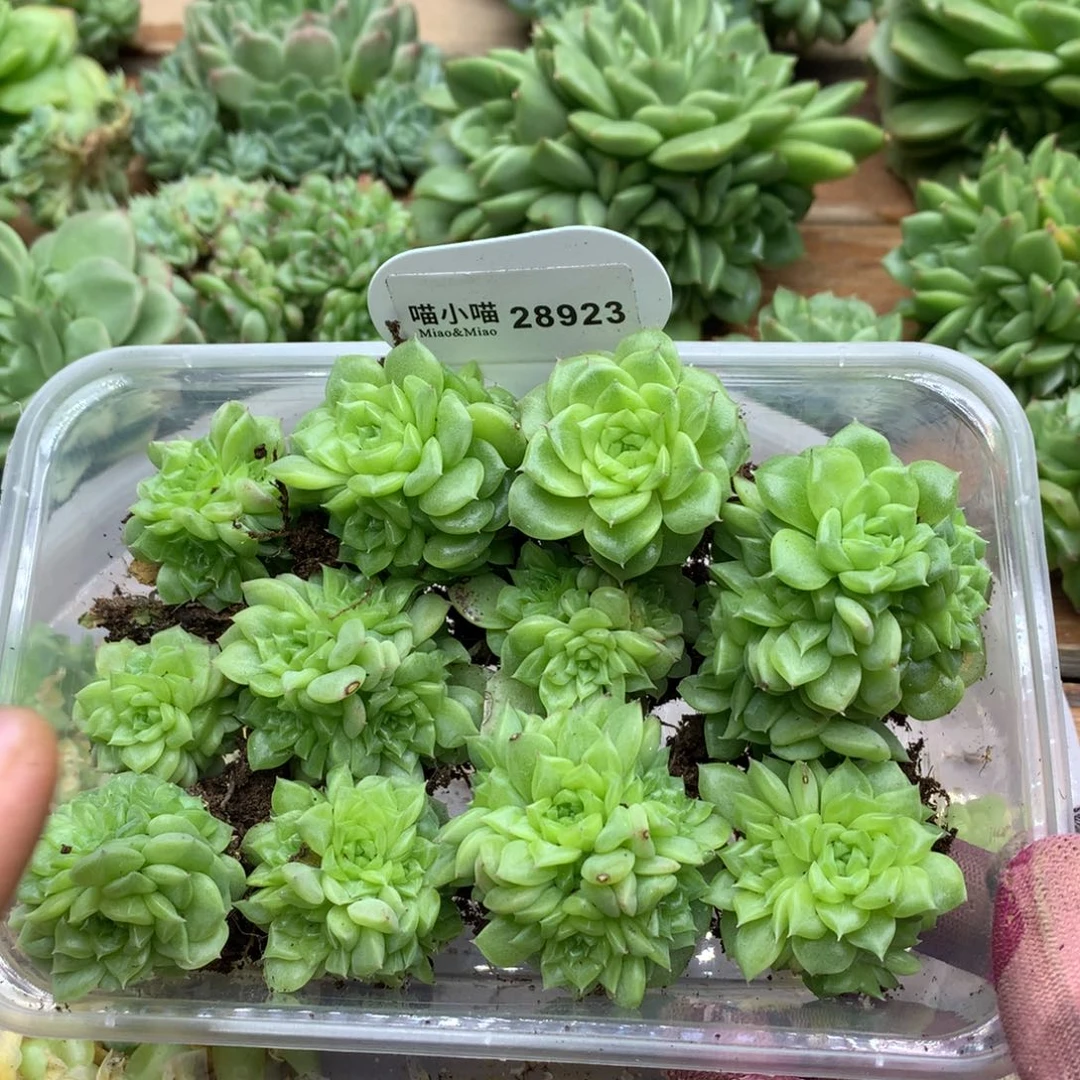 多肉植物麦秆珍妮