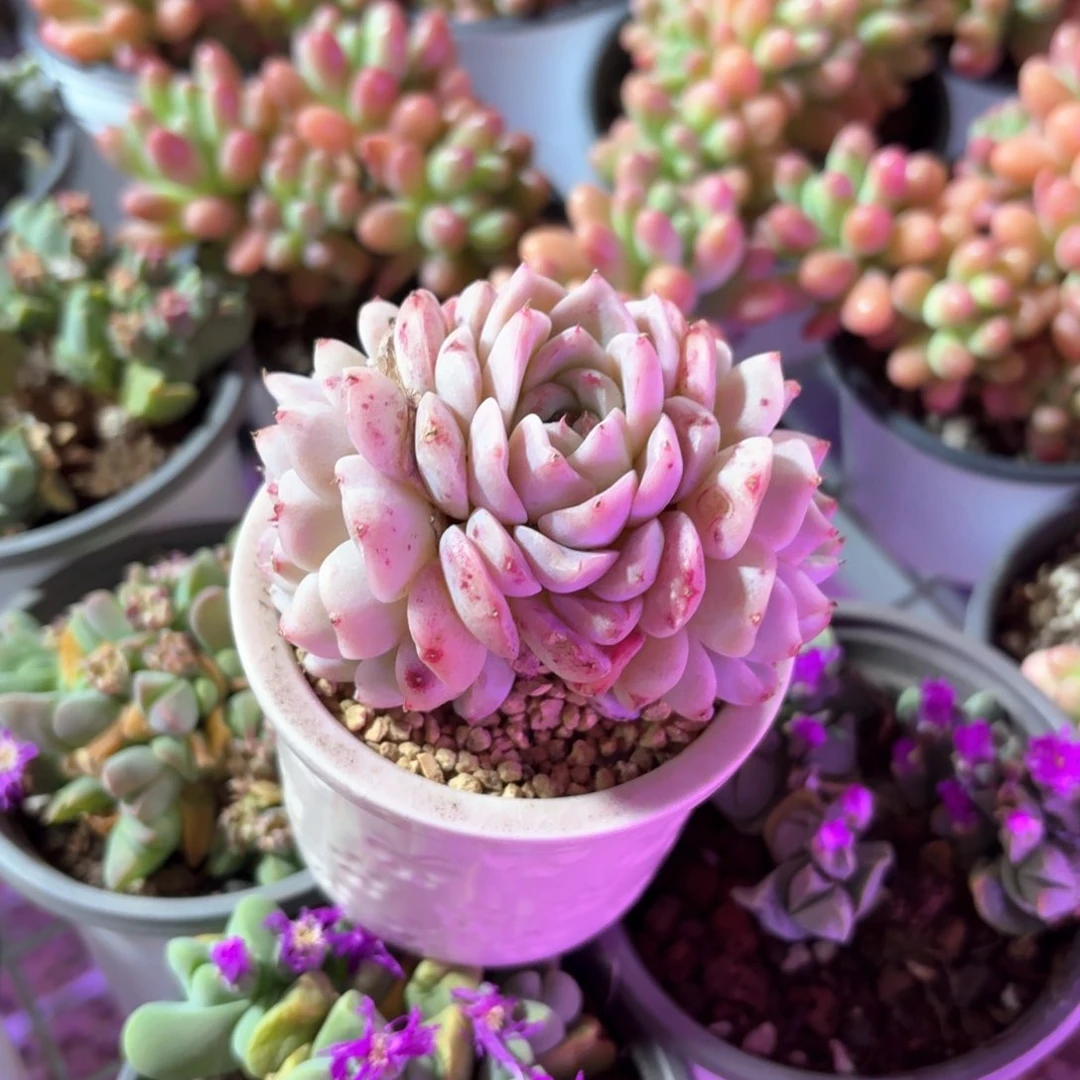 天鹅绒粉色圆盆的