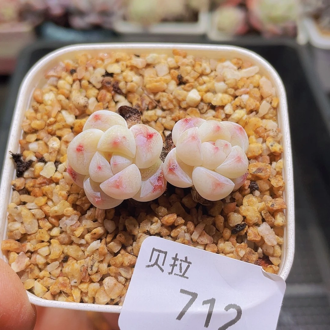 712 精品多肉一物一拍