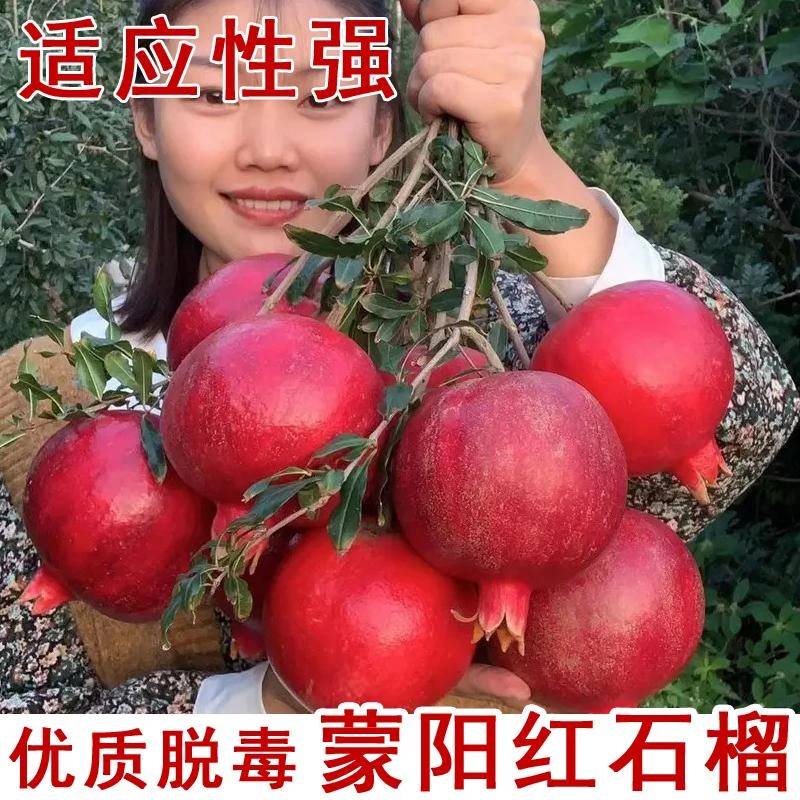 蒙阳红石榴树树苗特大软籽石榴苗南方北方庭院种植当年结果果树苗