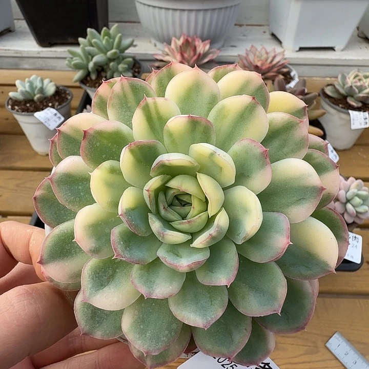 草莓冰锦11111124-208