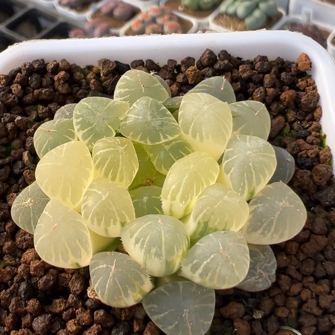 141多肉植物百科植物