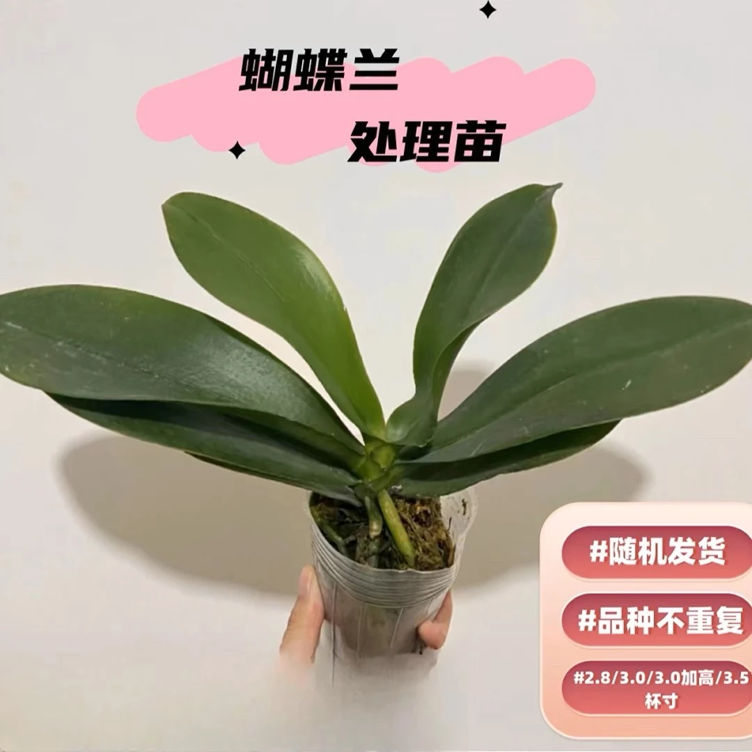 蝴蝶兰（花后苗无花剑）无花苗子随机 不售后