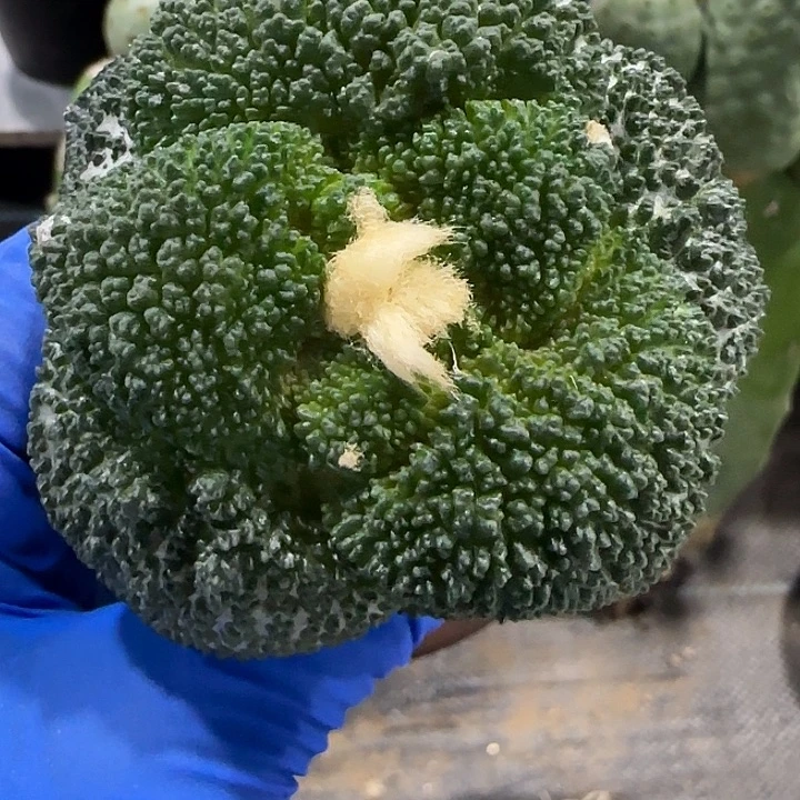 超大尤厚尤哥斯拉685