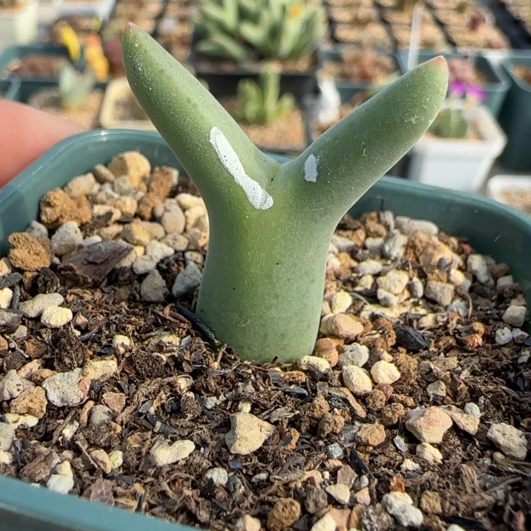 多肉植物毛皮卡丘优选136号