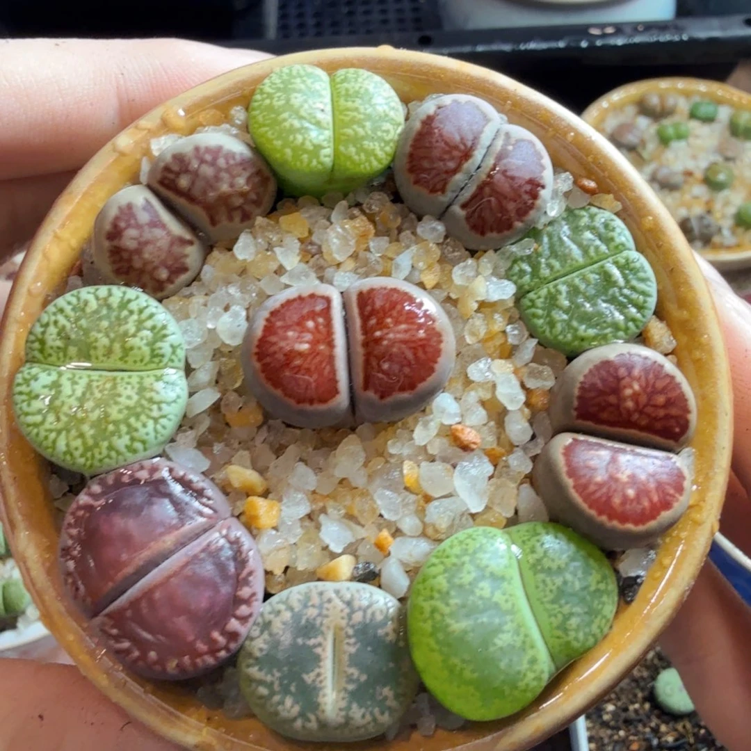 多肉植物的生长发育和生长620