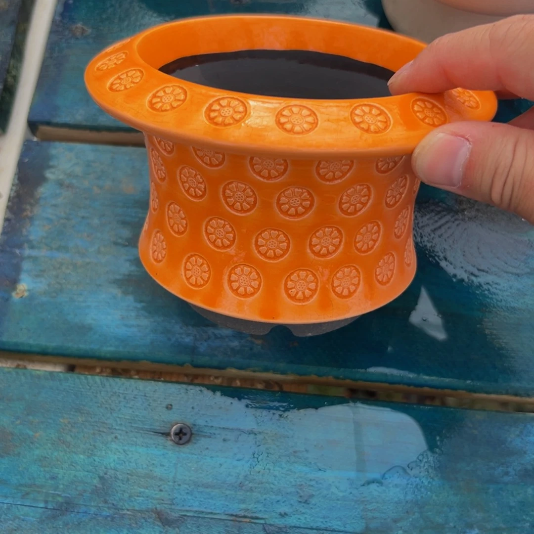 多肉一物一拍0531-62