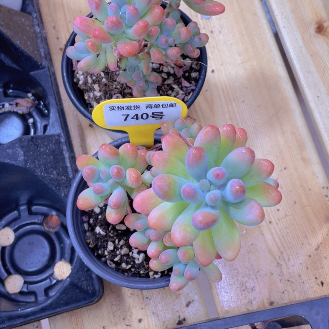 740号 老桩多头胖大星群一个