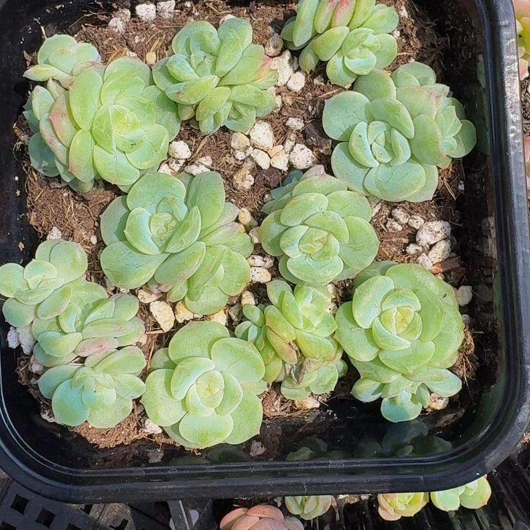 多肉植物多肉植物389