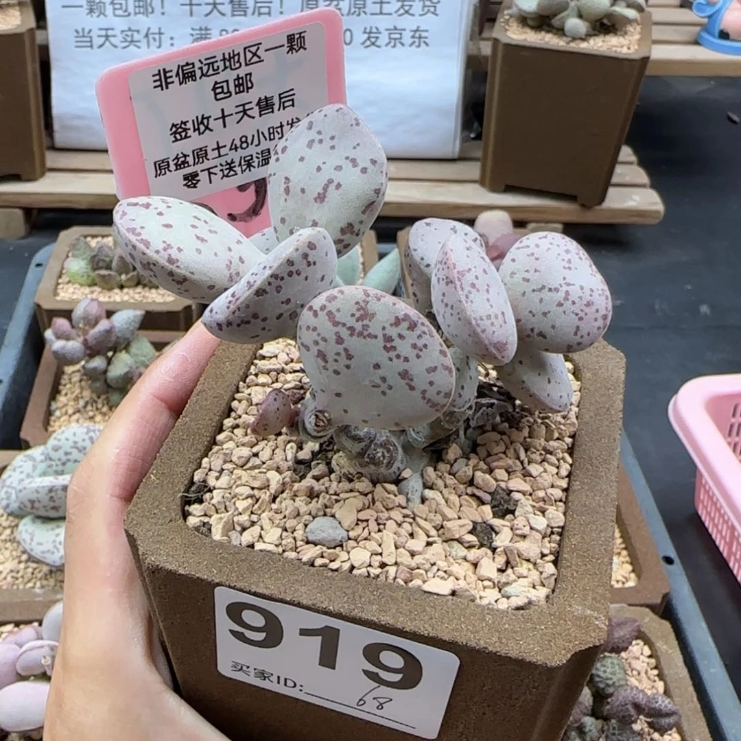 919变量多肉植物