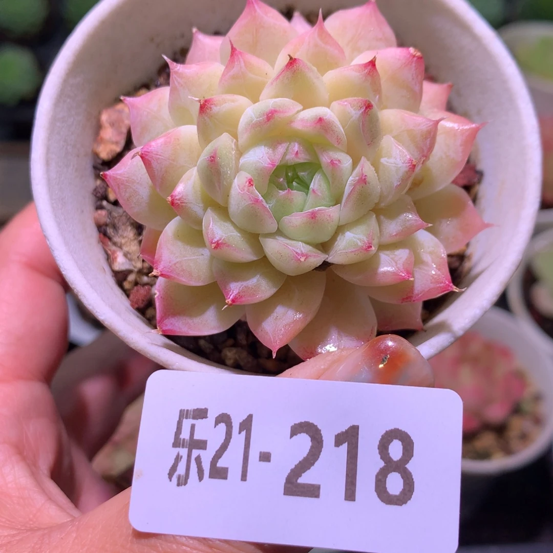乐然21-218 女王
