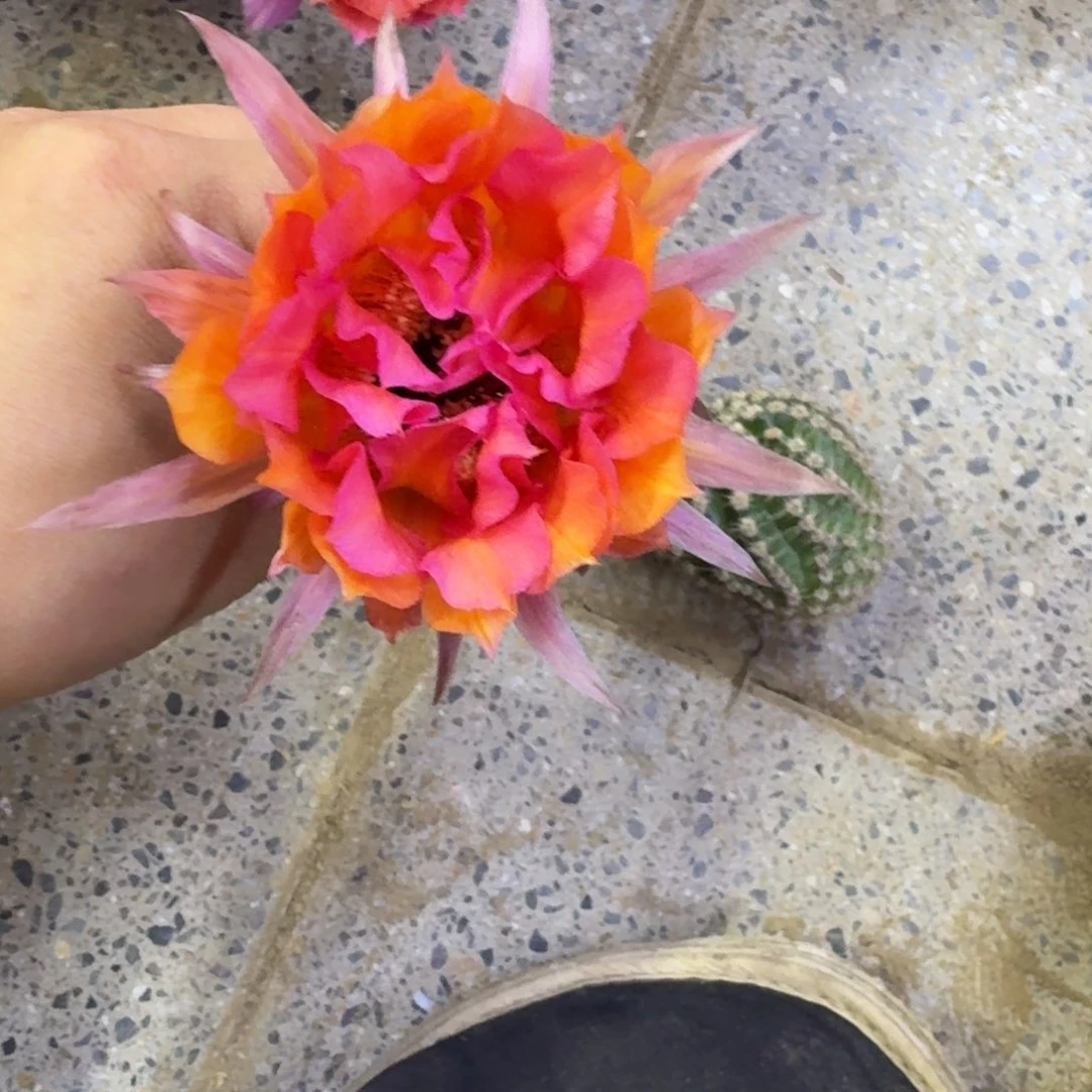 349彩草136歪无根侧牙4公分左右，20bao y