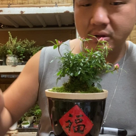 红陶一物一拍所见即所得187