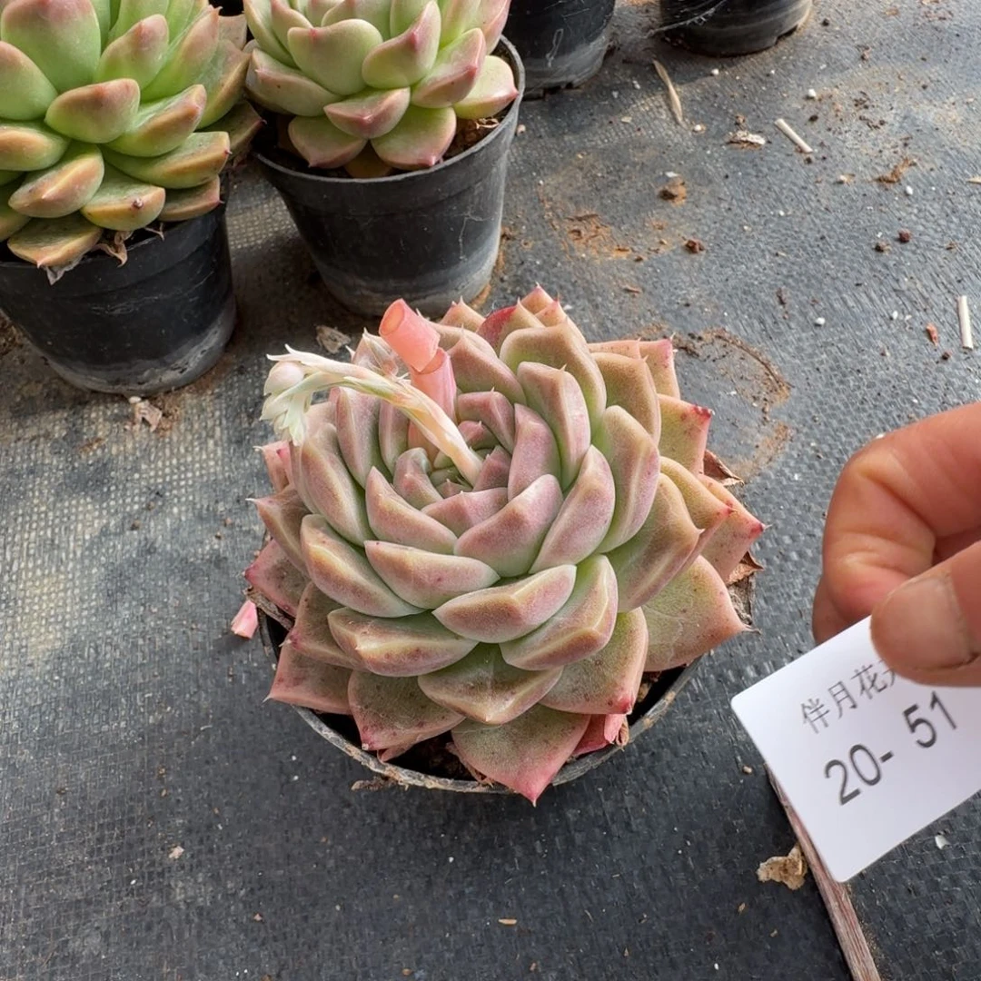 多肉杂交一物一拍20-51