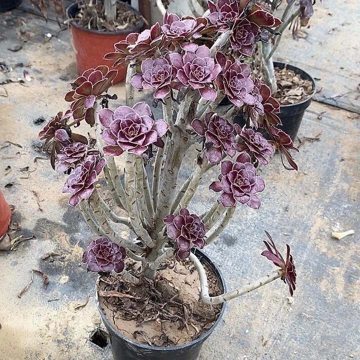 黑法10多肉植物法师法师法师