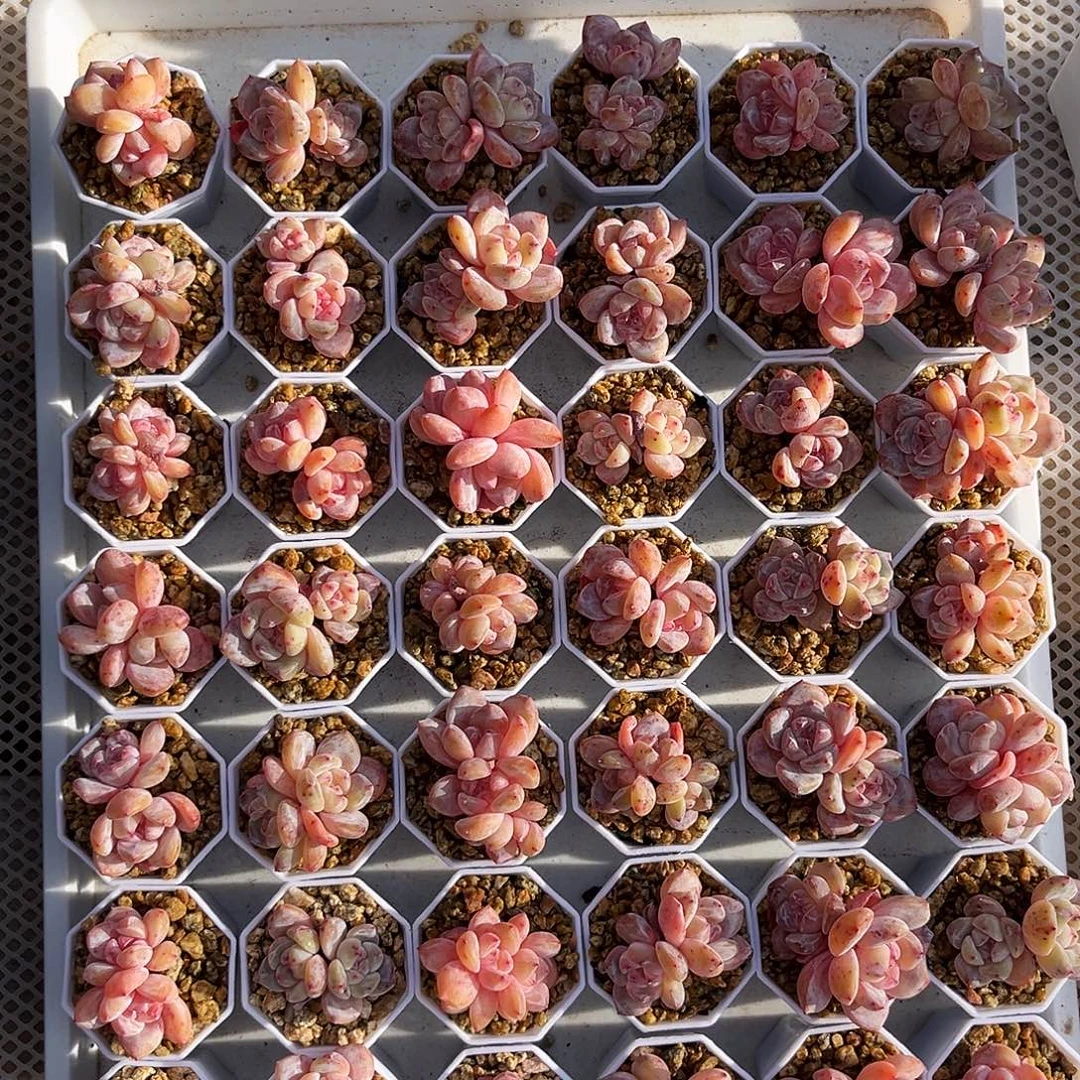 韩雪天使满200包顺丰