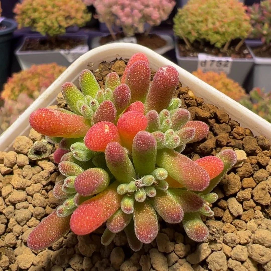 【闪购商品】d768小老桩荔枝糯米糍枝干