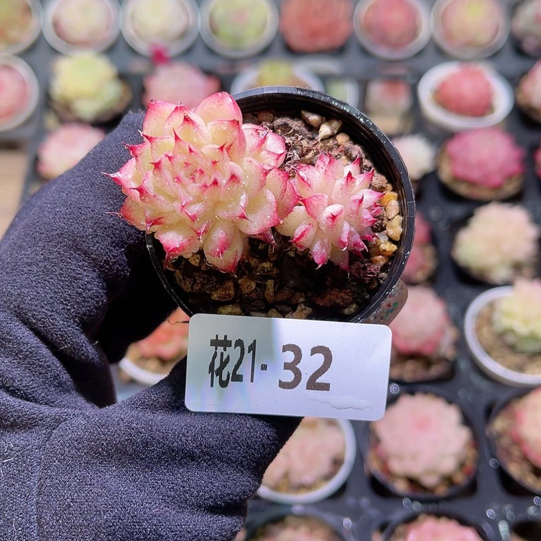 花利美21-32海王带仔