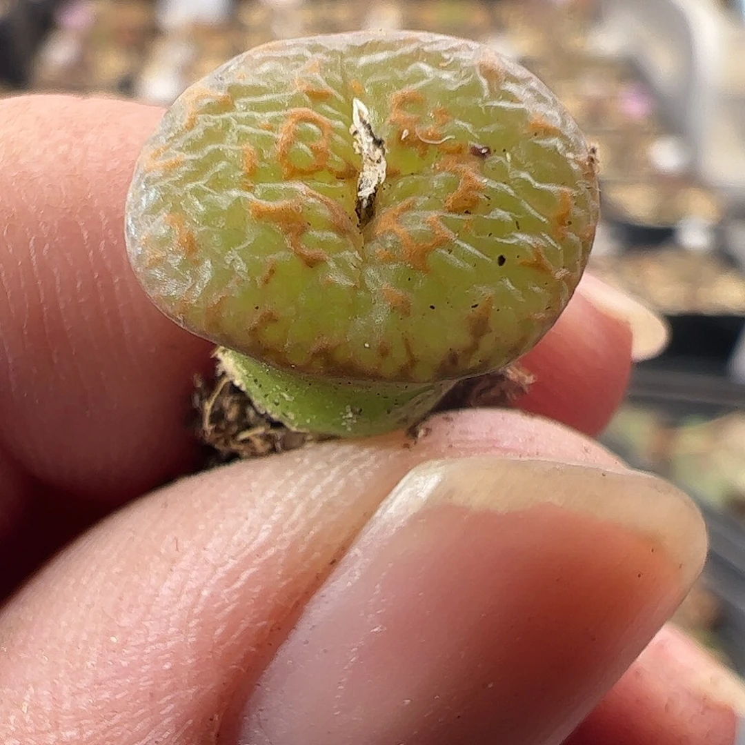 一物一拍有疤福利960